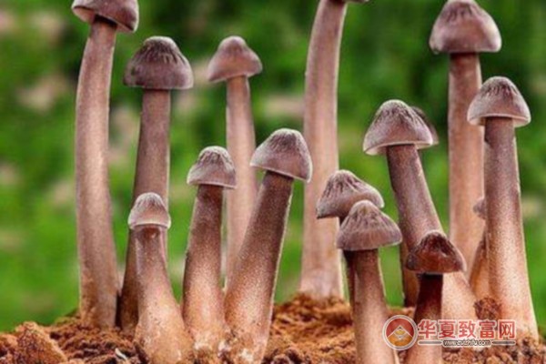 菌七妹种植加盟